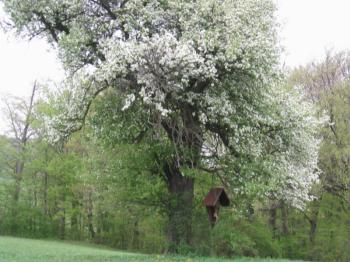 Blühender Baum mit Marterl